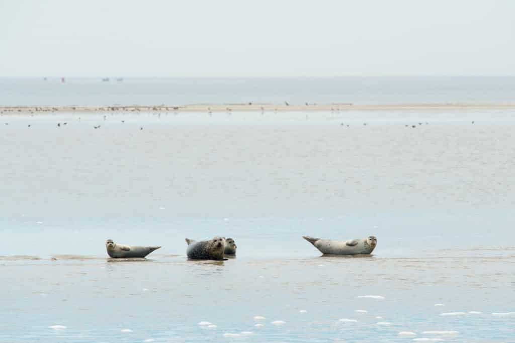 Zeehonden op de Wadden - Voordeeluitjes.nl - Vakantieblog