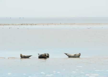 Zeehonden op de Wadden - Voordeeluitjes.nl - Vakantieblog