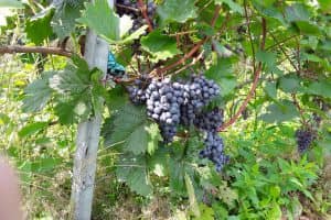 Nazomer-Moezel-wijn-Voordeeluitjes-Vakantieblog