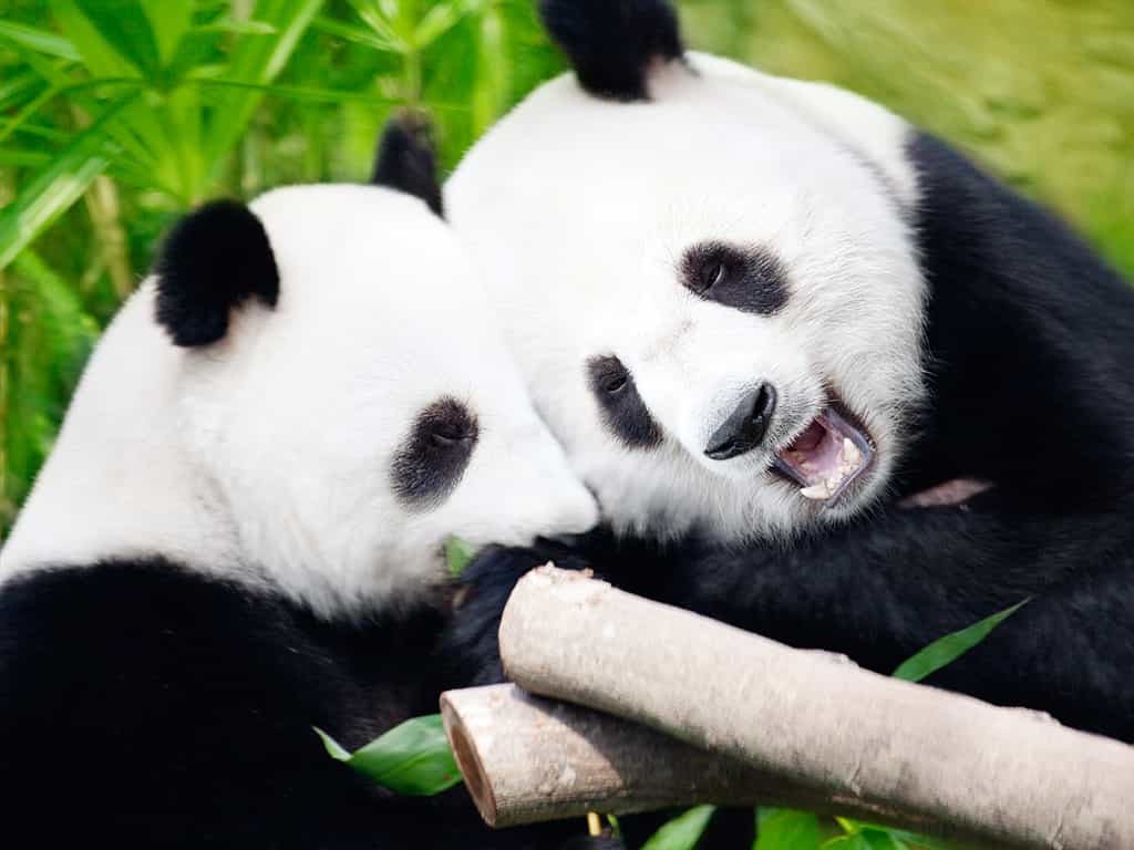 Voorjaarsvakantie-2018-Panda's-Voordeeluitjes-Vakantieblog