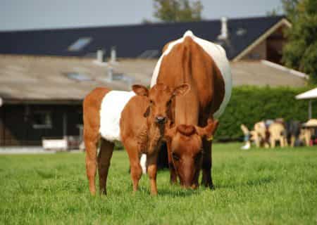 Glamping-kooiplaats-koeien-Voordeeluitjes-Vakantieblog