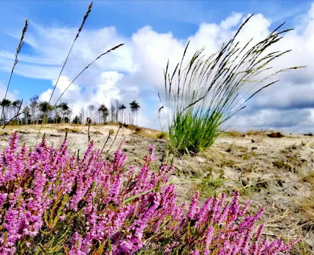 Schoorlse duinen-duingebieden-nederland-voordeeluitjes.nl-vakantieblog