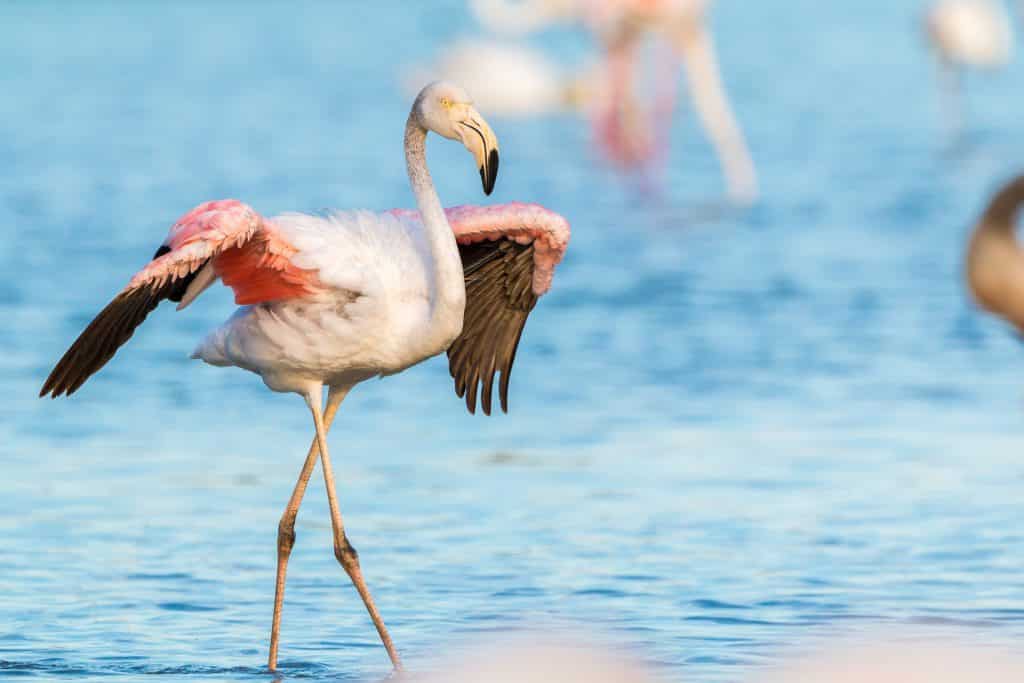 Bijzondere-dieren-spotten-flamingo-Voordeeluitjes-Vakantieblog