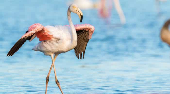 Bijzondere-dieren-spotten-flamingo-Voordeeluitjes-Vakantieblog