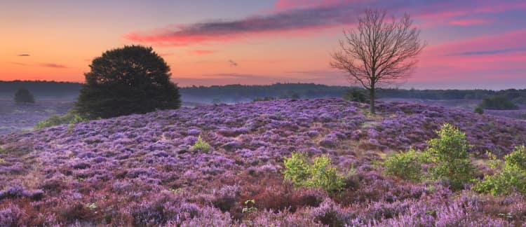 6 x de mooiste heidegebieden van Nederland - Vakantieblog - Voordeeluitjes.nl