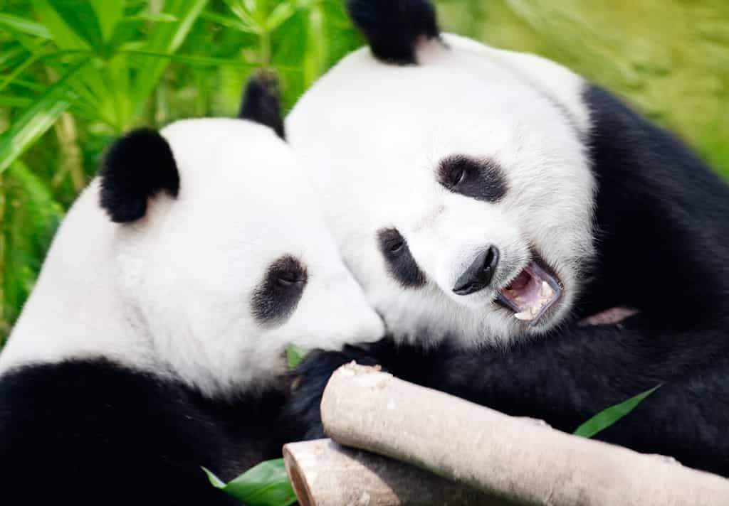 Dierentuinen-Reuzenpanda's-Voordeeluitjes-Vakantieblog