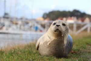 Uitwaaien in de natuur en aan zee? Dát doe je op de Waddeneilanden!