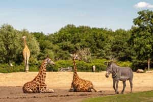 Op avontuur? Ga naar Safaripark Beekse Bergen, en maak van een dagje weg een nachtje weg!