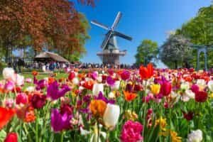 Waar beleef jij het ultieme lentegevoel? Bloei op in Zuid-Holland!