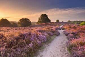 Veluwe