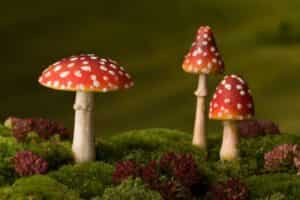 Paddenstoelen gespot tijdens jouw herfstwandeling? Leer meer over de paddenstoel!