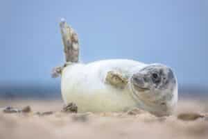 Op zoek naar een uniek uitstapje in eigen land? Ga zeehonden spotten en ontmoeten!