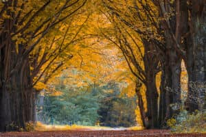 Lekker naar het bos? De 12 mooiste onbekende bossen van Nederland!