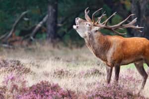 Big Five - voordeeluitjesblog